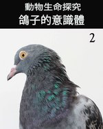 Feature thumb animal s life review consciousness of the pigeon 2 ch